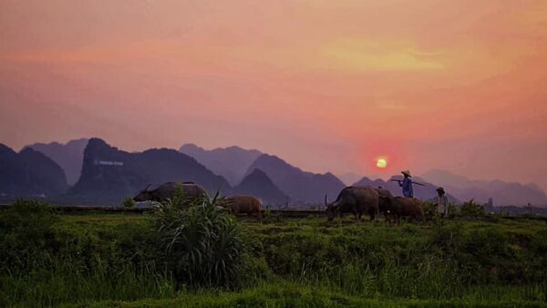 Dat Lam Farm Phong Nha